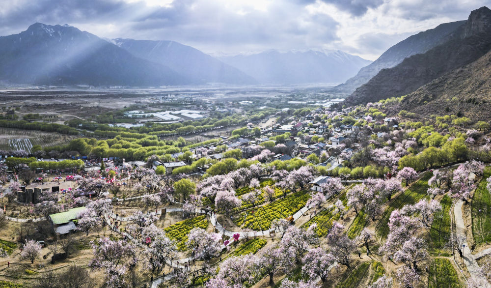 嘎拉村桃花（無人機(jī)照片）。嘎拉村緊鄰川藏公路，被稱為西藏“桃花第一村”。圖片來源 新華社